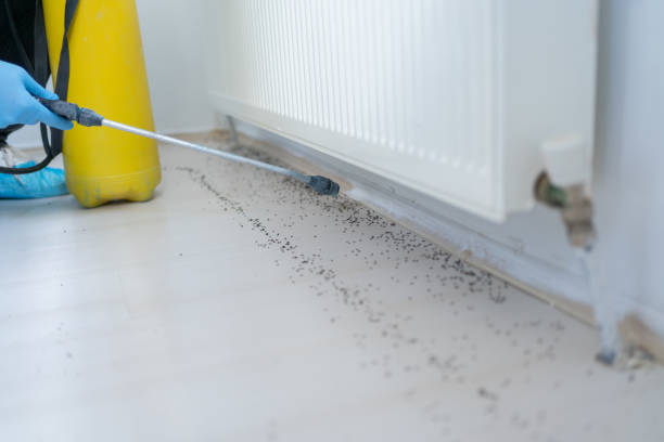 Best Ant Control Services  in California, MO